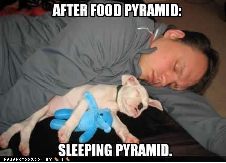 Puppy,Dog,Human,Food,Sleep,Pyramid