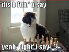 Cat,Chess,Fun