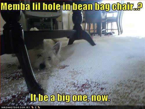 dog Mischief photo: &nbsp;funny-dog-pictures-bean-bag1.jpg