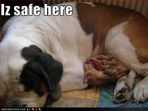 Dogs,Naps,Cute,Safety