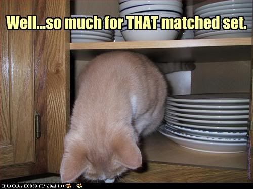 cat mischief photo: &nbsp;funny-pictures-cat-destroys-dishes1.jpg