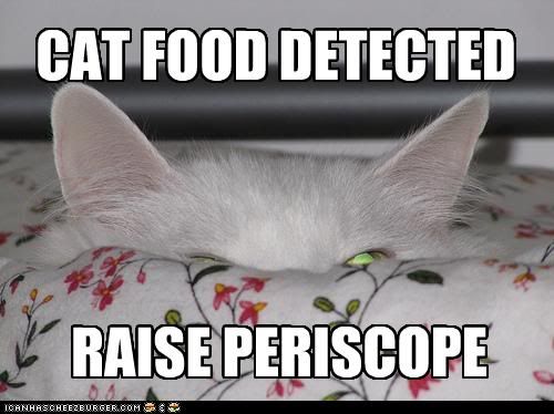 Cat,Food,LOL