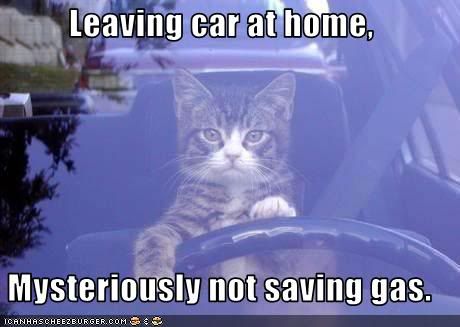 Cat,Car,Mischief