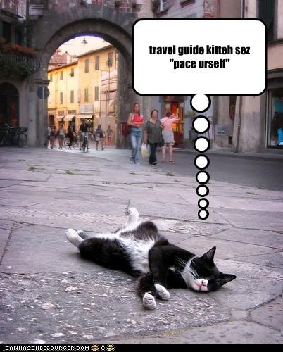 Cat,Travel,Sleep