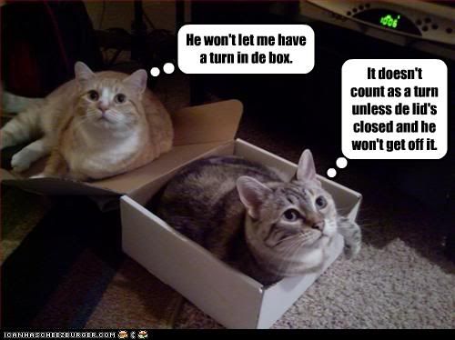Cats,Box,Sharing Cat
