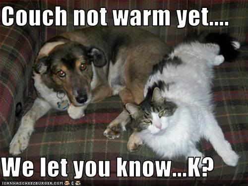 dog and cat,Warm,dog cat sharing