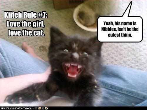 Rule,Cat Laws,Cat,Teeth,Cute,Boyfriend