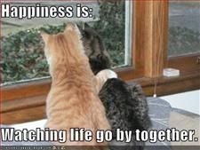 Cats,Happiness