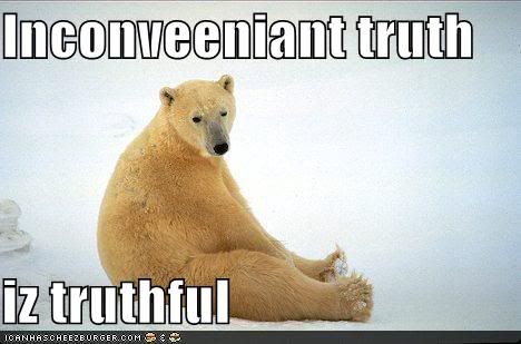 Bear,Global Warming,Environmental