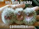 Animals,Itty Bitty,Prickly,Cute