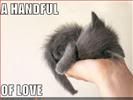 Kitten,Love,Cute,Human