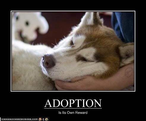 Dog,Adoption,Framed