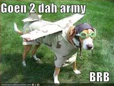 Dog,Military