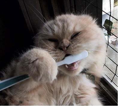 Teeth,Cat,Toothbrush