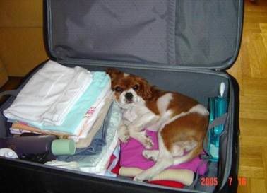 dog,Suitcase