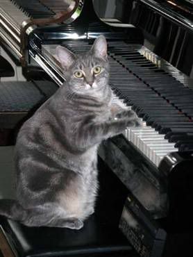Music,Cat