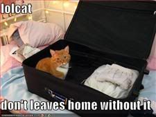 Cat,Travel,Suitcase