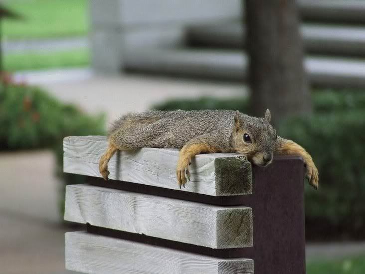 Squirrel,Monorail