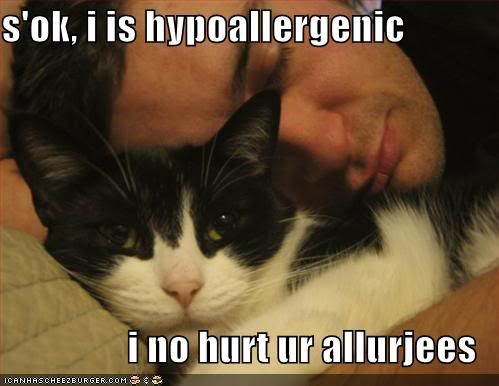 Cat,Human,Allergies,hypoallergenic