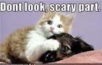dog and cat,Scared,LOL