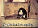 Cat,Box,LOL