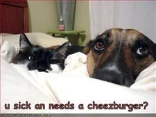 dog and cat,Sick,Medical