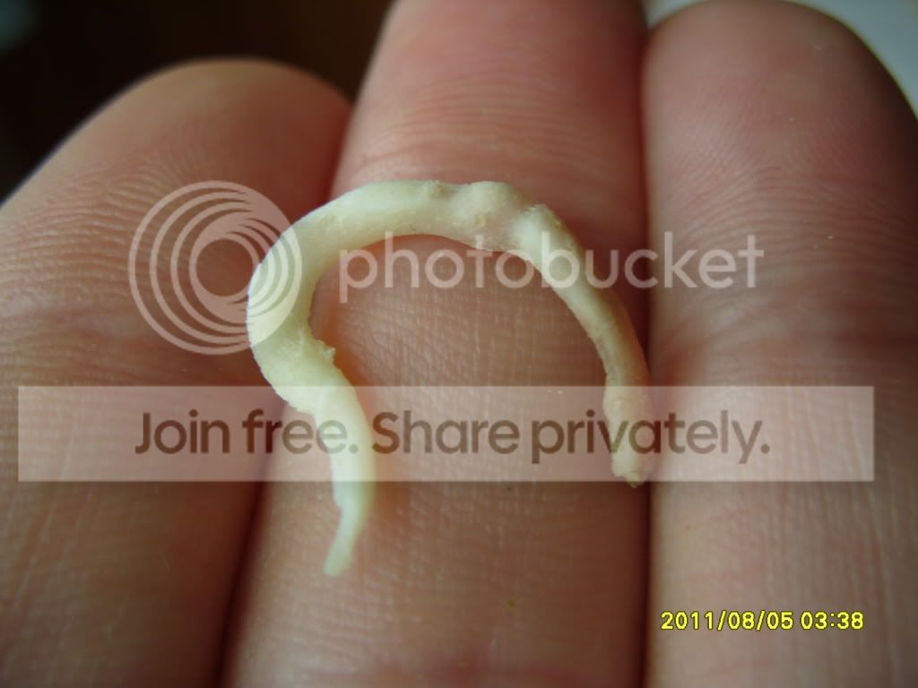 spermafter4.jpg
