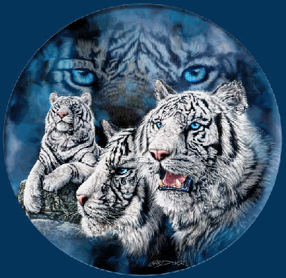 white tigers 1