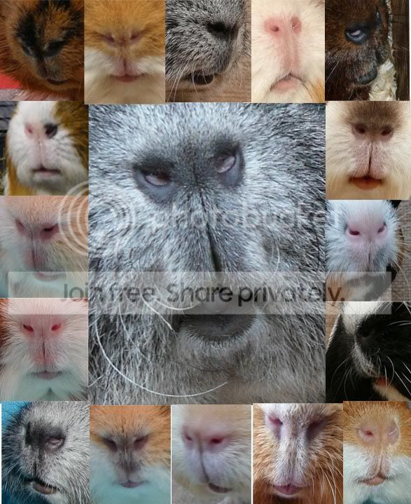 Piggylips_edited-1.jpg