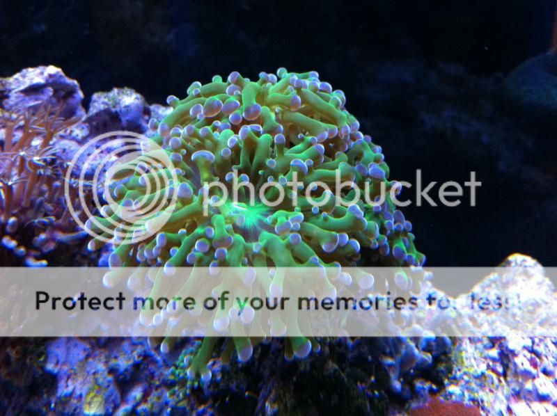 Reef Light 3w LED Aquarium Coral Grow Lighting Atinic Blue Moon and 