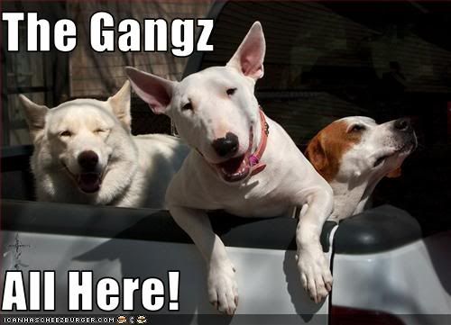 Dog gang. Rules bull ares бультерьер. Pitbull memes. Pitbull Singer meme.